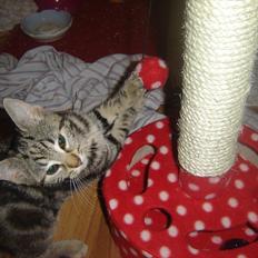 Huskat Tiger (DANSK UDTALE)