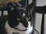 Huskat |Adonis "fat cat"