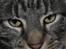 Huskat Piv