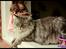 Maine Coon Will Turner