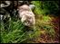 Maine Coon Will Turner