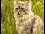 Maine Coon Will Turner