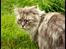 Maine Coon Will Turner