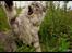 Maine Coon Will Turner