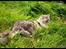 Maine Coon Will Turner
