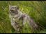 Maine Coon Will Turner
