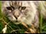 Maine Coon Will Turner