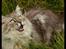Maine Coon Will Turner