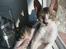 Cornish Rex Rasmus