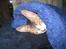 Cornish Rex Rasmus