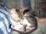 Cornish Rex Rasmus