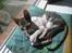 Cornish Rex Rasmus