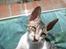Cornish Rex Rasmus