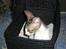 Cornish Rex Rasmus