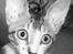 Cornish Rex Rasmus
