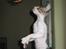 Cornish Rex Rasmus