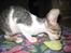 Cornish Rex Rasmus