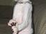 Cornish Rex Rasmus