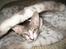 Cornish Rex Rasmus