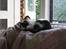 Huskat Baby (/Feya)  23/6-2006 - 28/7-2018.  - zzzzzzzz august 2011