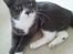 Huskat Tumle - Nuurh min lille kat!'<3