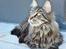 Maine Coon Fernando
