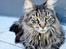 Maine Coon Fernando