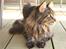 Maine Coon Fernando