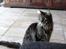 Maine Coon Fernando