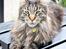 Maine Coon Fernando