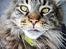 Maine Coon Fernando - Et lidt sjovt billede er herren!
