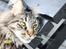 Maine Coon Fernando