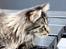 Maine Coon Fernando