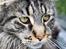Maine Coon Fernando