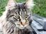 Maine Coon Fernando