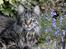 Maine Coon Fernando