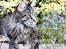 Maine Coon Fernando