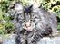 Maine Coon Fernando