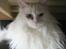 Maine Coon loka R.I.P smukke pige