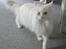 Maine Coon loka R.I.P smukke pige
