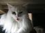Maine Coon loka R.I.P smukke pige