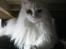 Maine Coon loka R.I.P smukke pige
