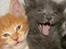Maine Coon Atcoons Hello Kitty - Vega
