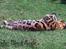Bengal Black Eagel