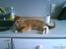 Huskat Hansen >>My lover:-*<< - Her ligger jeg! :) Foto:Amalie