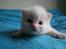 Ragdoll DK Wrensted Nemo - 3 uger