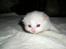Ragdoll DK Wrensted Nemo - 2,5 uge