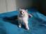Ragdoll DK Wrensted Nemo - 7 uger