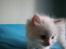 Ragdoll DK Wrensted Nemo - 7 uger