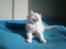 Ragdoll DK Wrensted Nemo - 7 uger